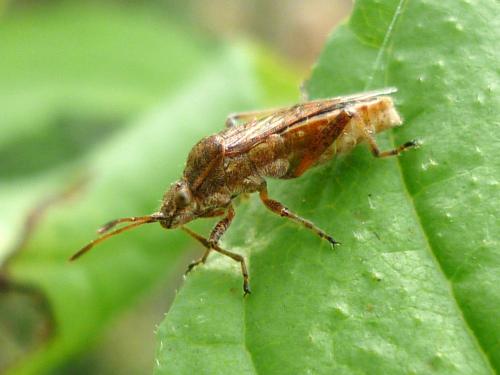 Stictopleurus punctatonervosus